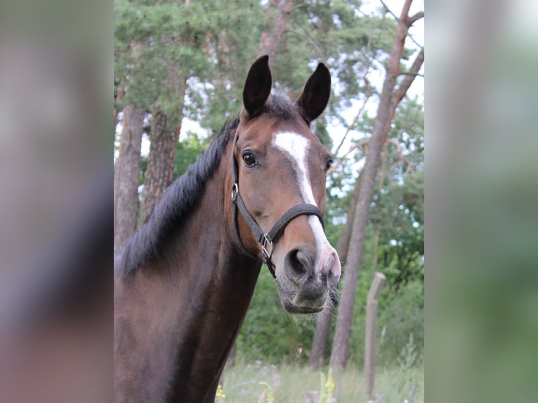 Duits sportpaard Merrie 15 Jaar 165 cm  in Schwedt/Oder