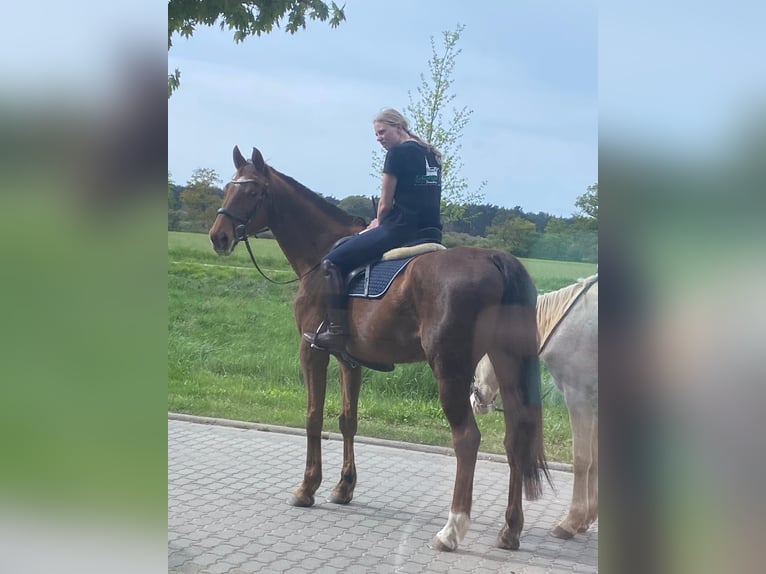 Duits sportpaard Merrie 15 Jaar 165 cm Vos in Klietz