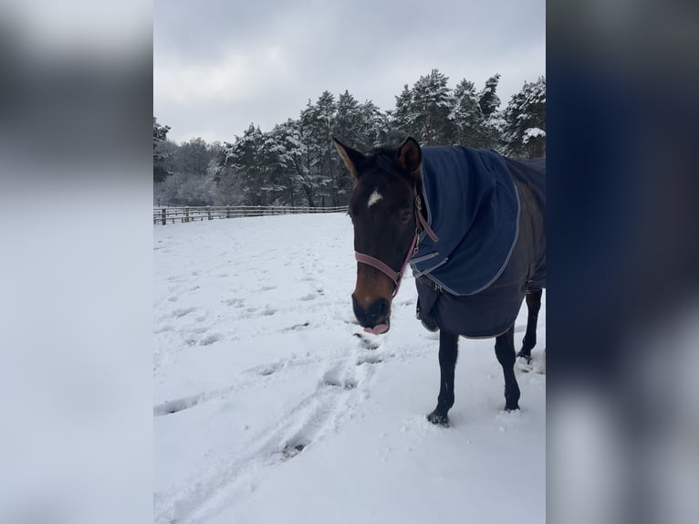Duits sportpaard Merrie 15 Jaar 168 cm Bruin in Hamfelde