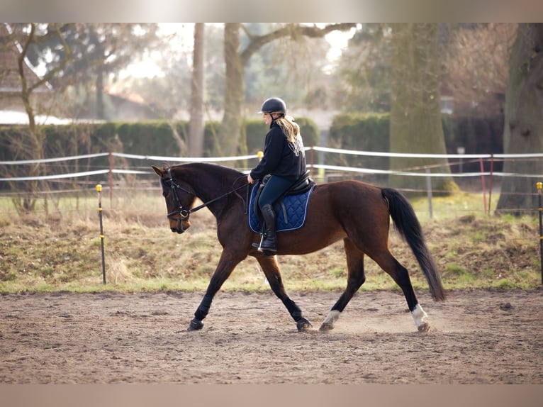 Duits sportpaard Merrie 15 Jaar 168 cm Bruin in Schwedt/Oder