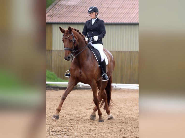 Duits sportpaard Merrie 15 Jaar 170 cm Vos in Tauberrettersheim