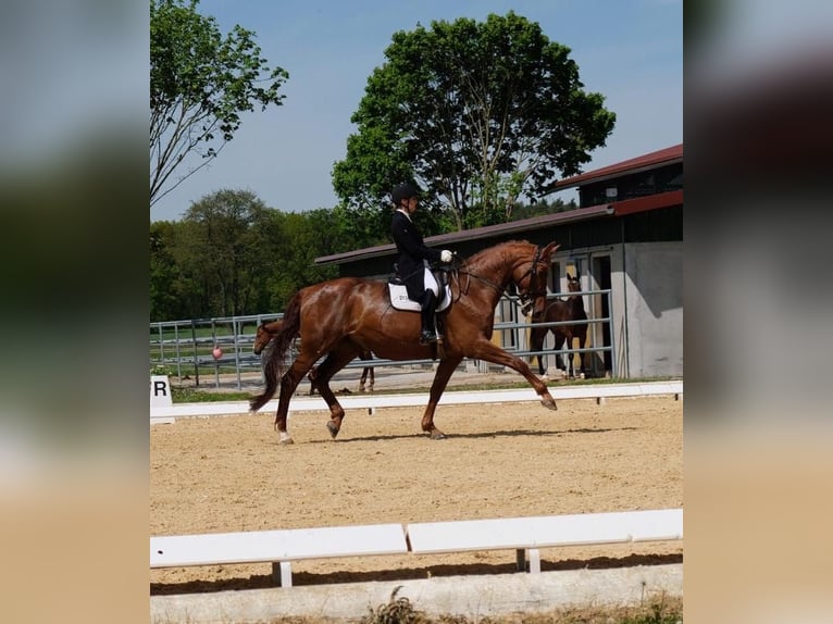 Duits sportpaard Merrie 15 Jaar 170 cm Vos in Tauberrettersheim