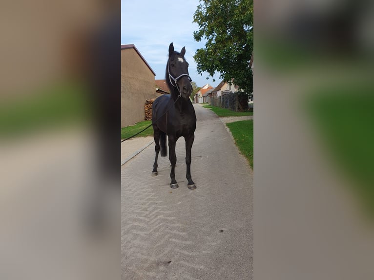 Duits sportpaard Merrie 15 Jaar 171 cm Donkerbruin in Munningen