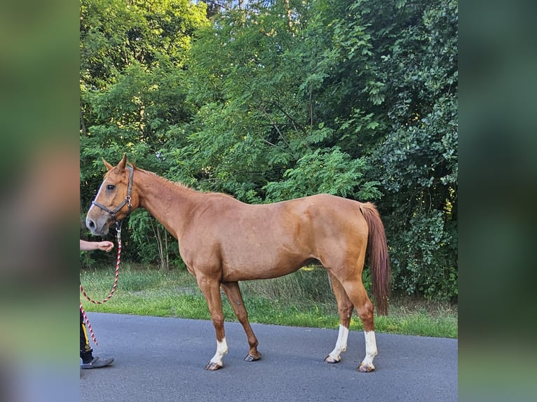 Duits sportpaard Merrie 15 Jaar 171 cm Vos in Tauche OT Briescht