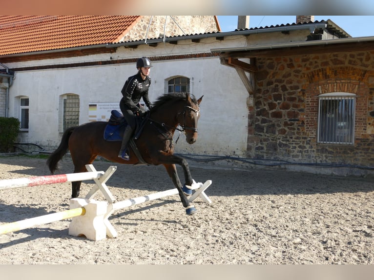 Duits sportpaard Merrie 15 Jaar 172 cm Bruin in Oppin