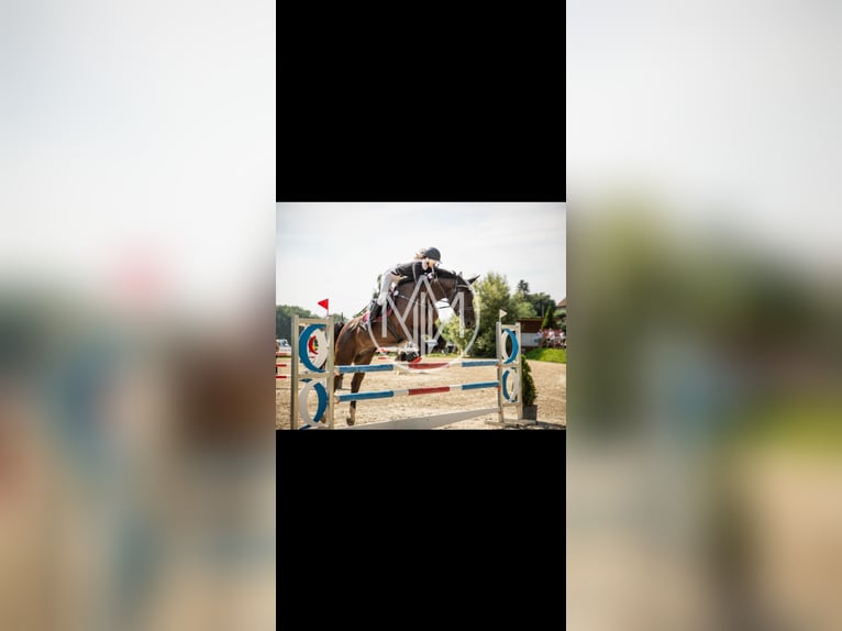 Duits sportpaard Merrie 15 Jaar 173 cm Donkerbruin in Heilbad Heiligenstadt