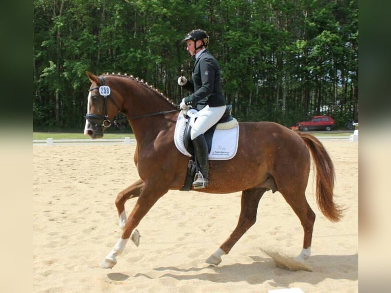 Duits sportpaard Merrie 15 Jaar 173 cm Vos in Kodersdorf