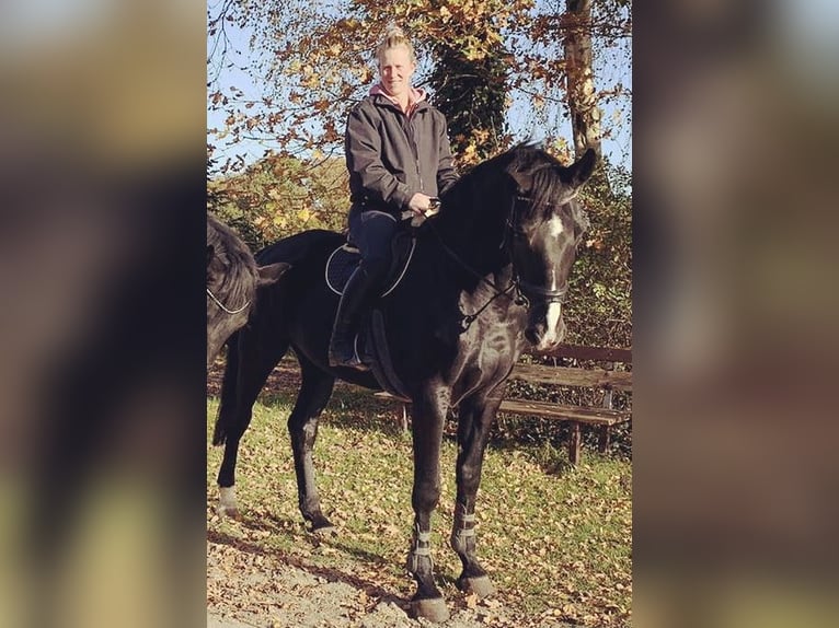 Duits sportpaard Merrie 15 Jaar 175 cm Zwart in Osterholz-Scharmbeck