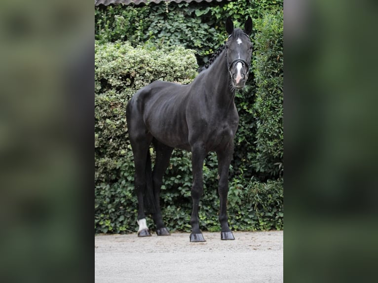 Duits sportpaard Merrie 15 Jaar 175 cm Zwart in Osterholz-Scharmbeck