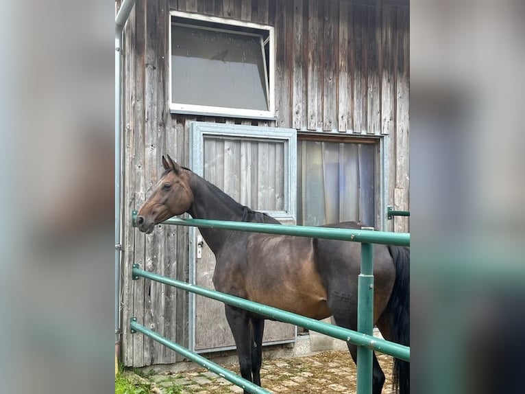 Duits sportpaard Merrie 16 Jaar 150 cm Donkerbruin in Oberviechtach