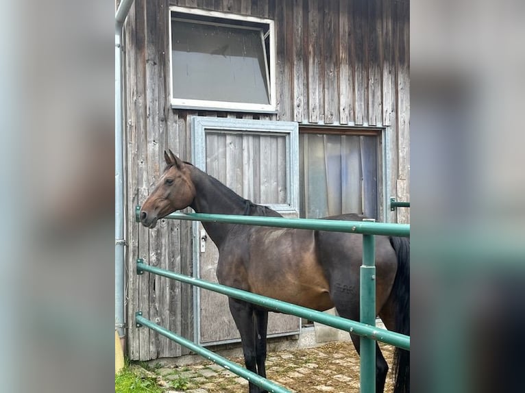 Duits sportpaard Merrie 16 Jaar 150 cm Donkerbruin in Oberviechtach