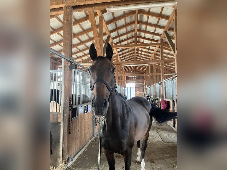 Duits sportpaard Merrie 16 Jaar 150 cm Donkerbruin in Oberviechtach