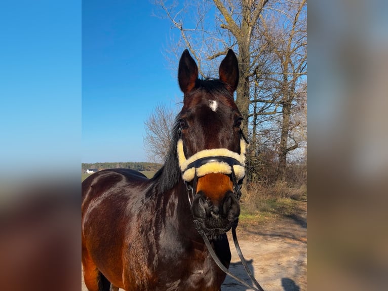 Duits sportpaard Merrie 16 Jaar 164 cm Donkerbruin in Friedersdorf