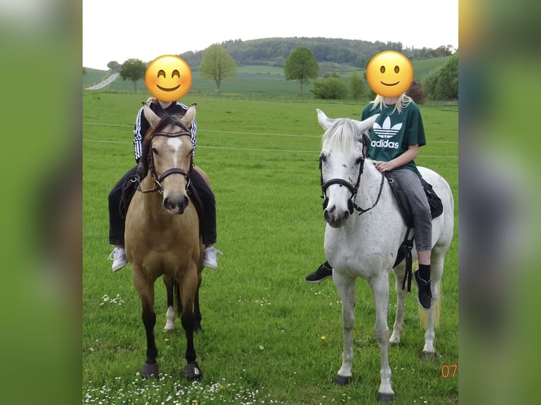 Duits sportpaard Merrie 16 Jaar 165 cm Schimmel in Heyen