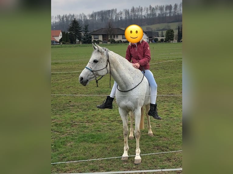 Duits sportpaard Merrie 16 Jaar 165 cm Schimmel in Heyen