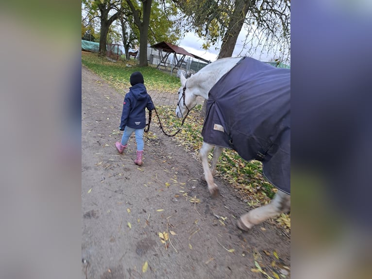 Duits sportpaard Merrie 16 Jaar 165 cm Schimmel in Nottleben