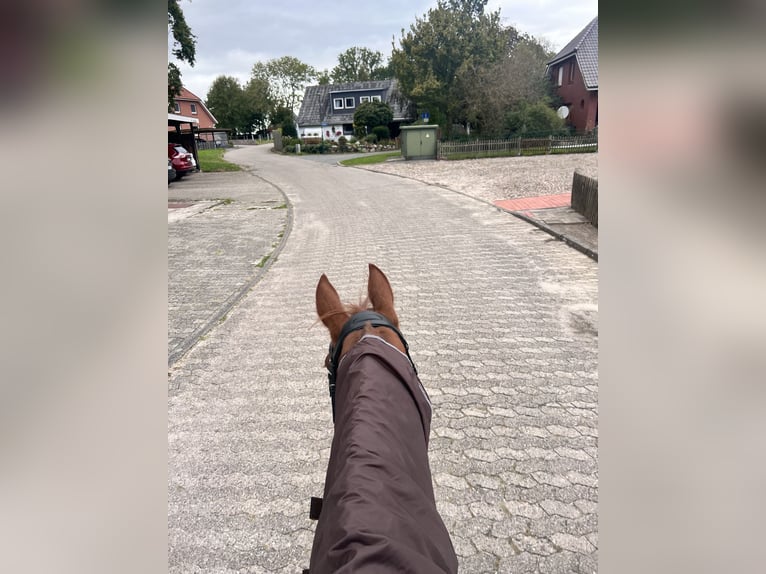 Duits sportpaard Merrie 16 Jaar 165 cm Vos in Schiffdorf