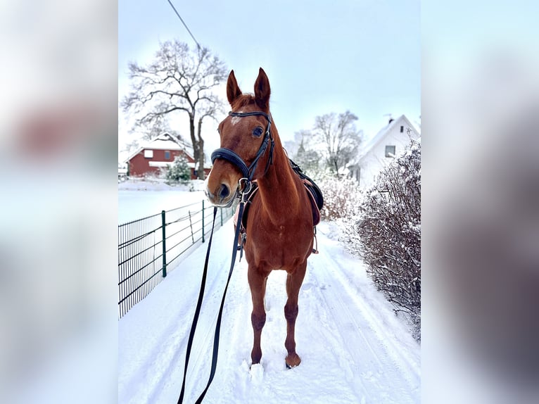Duits sportpaard Merrie 16 Jaar 165 cm Vos in Schiffdorf