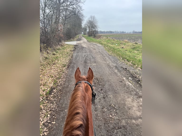 Duits sportpaard Merrie 16 Jaar 165 cm Vos in Schiffdorf