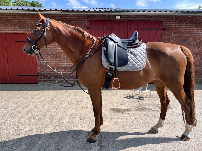 Duits sportpaard Merrie 16 Jaar 165 cm Vos in Schiffdorf