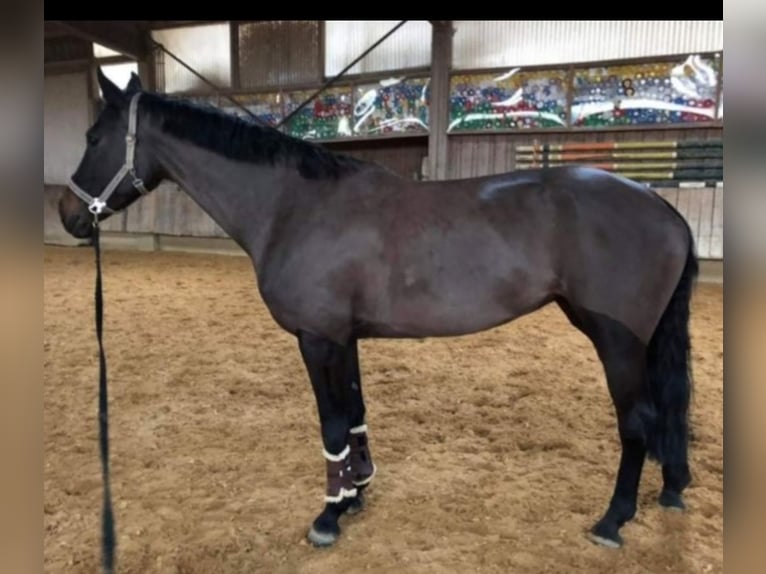 Duits sportpaard Merrie 16 Jaar 165 cm Zwart in Frauenstein