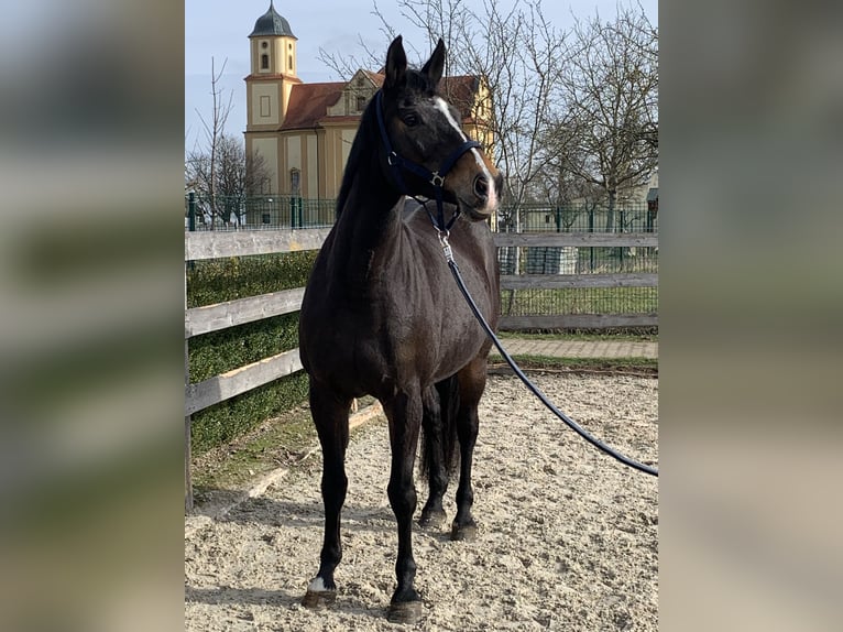 Duits sportpaard Merrie 16 Jaar 165 cm Zwartbruin in Unterschneidheim