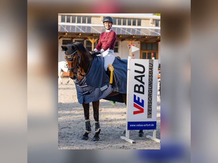 Duits sportpaard Merrie 16 Jaar 167 cm Bruin in Vitzenburg