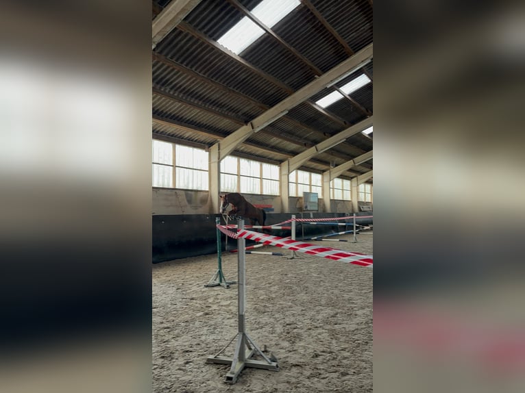 Duits sportpaard Merrie 16 Jaar 167 cm Vos in Zschortau