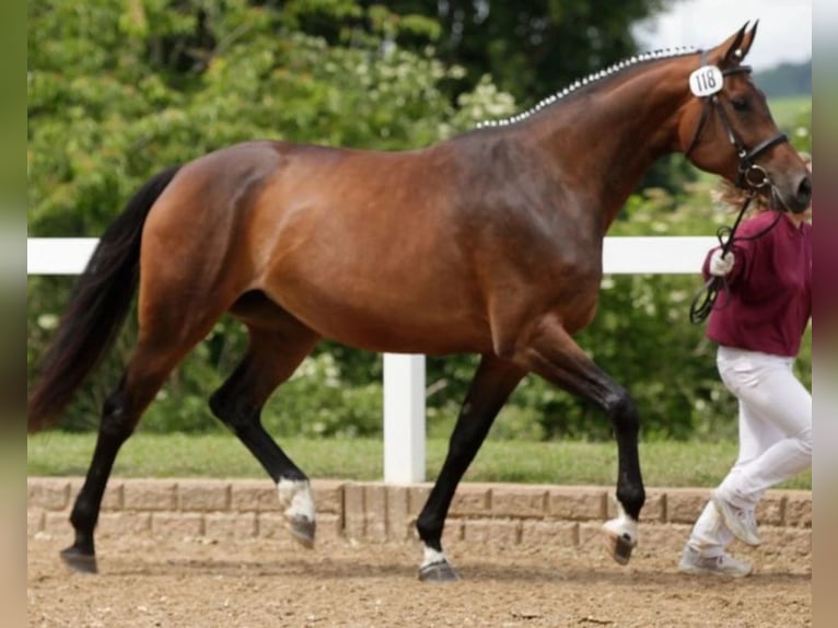 Duits sportpaard Merrie 16 Jaar 172 cm Bruin in Dittersdorf