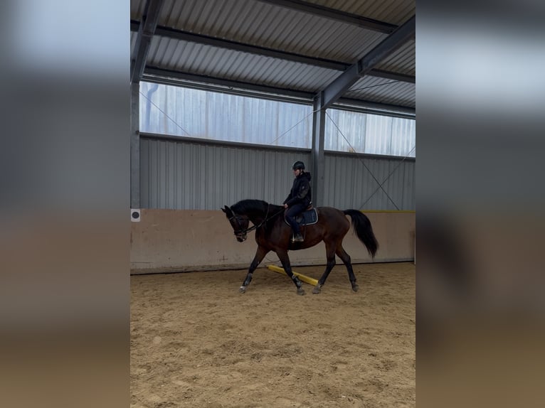 Duits sportpaard Merrie 16 Jaar 172 cm Bruin in Dittersdorf