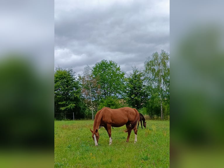 Duits sportpaard Merrie 16 Jaar 172 cm Vos in Frauenstein