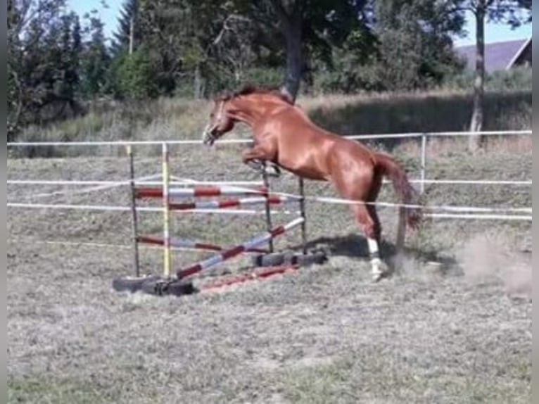 Duits sportpaard Merrie 16 Jaar 172 cm Vos in Frauenstein