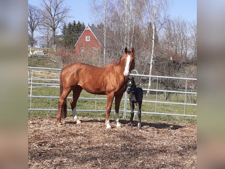 Duits sportpaard Merrie 16 Jaar 172 cm Vos in Frauenstein