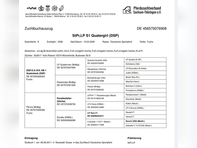 Duits sportpaard Merrie 16 Jaar 172 cm Vos in Frauenstein