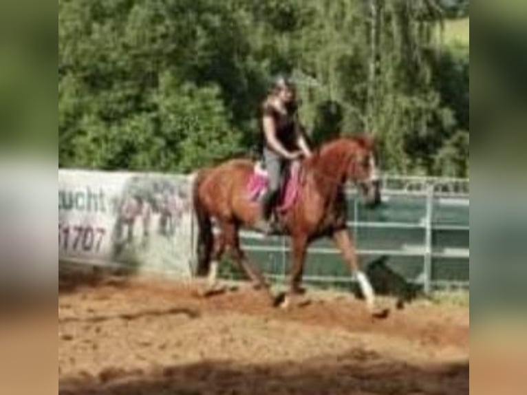 Duits sportpaard Merrie 16 Jaar 172 cm Vos in Frauenstein