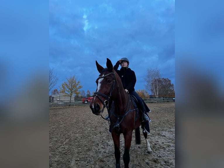 Duits sportpaard Merrie 16 Jaar 182 cm Bruin in Perleberg