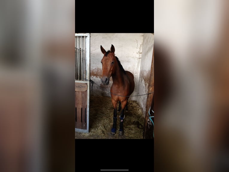 Duits sportpaard Merrie 17 Jaar 160 cm Bruin in Salzwedel