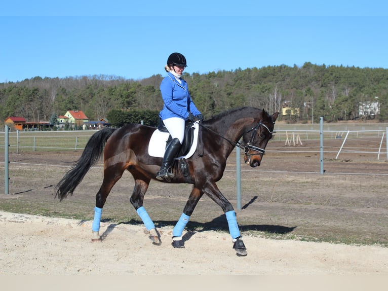 Duits sportpaard Merrie 17 Jaar 161 cm Donkerbruin in Trebbin