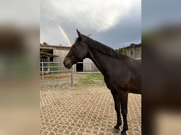 Duits sportpaard Merrie 17 Jaar 164 cm Donkerbruin in Amstetten