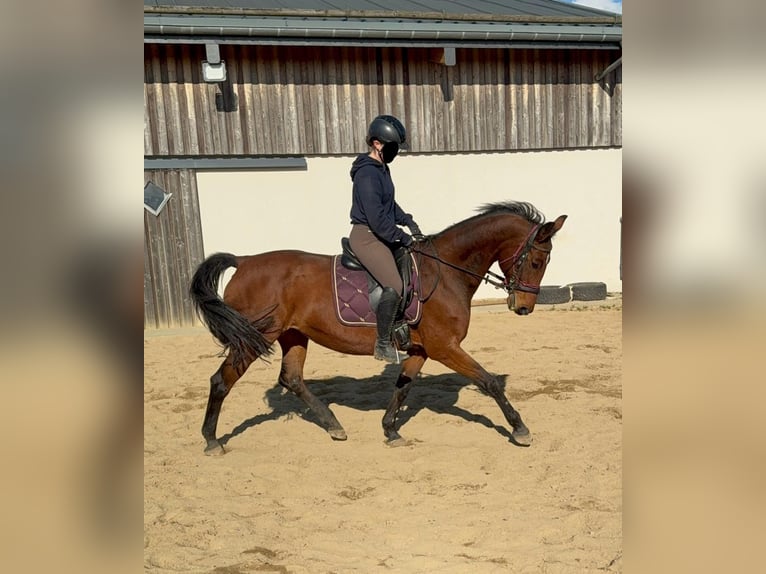 Duits sportpaard Merrie 17 Jaar 167 cm Bruin in Daleiden
