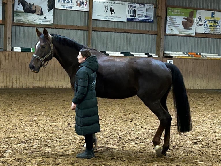Duits sportpaard Merrie 17 Jaar 167 cm Donkere-vos in Uder