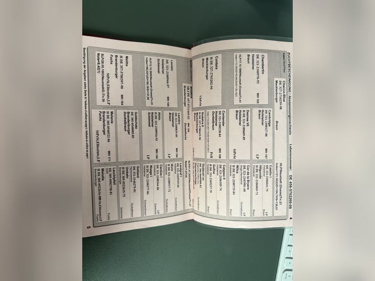 Duits sportpaard Merrie 17 Jaar 167 cm Donkere-vos in Uder