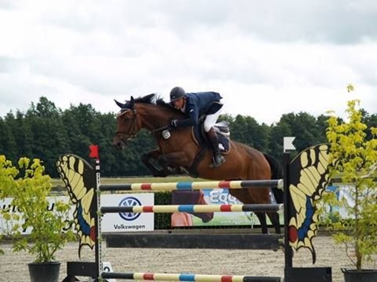 Duits sportpaard Merrie 17 Jaar 169 cm Donkerbruin in Seetz