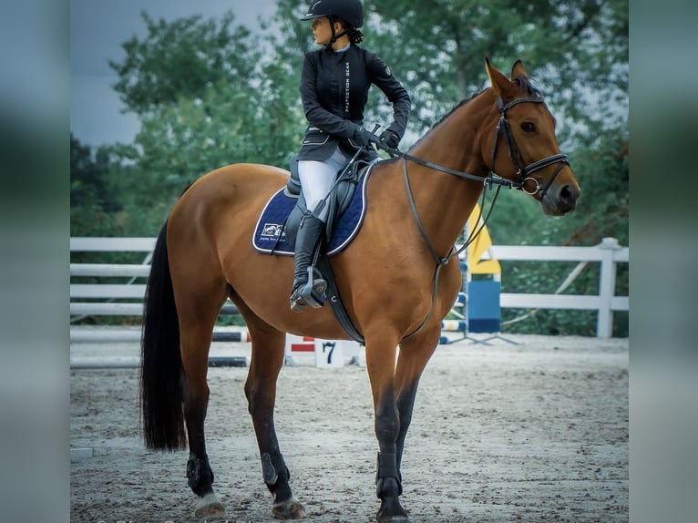 Duits sportpaard Merrie 17 Jaar 171 cm  in Korpysy