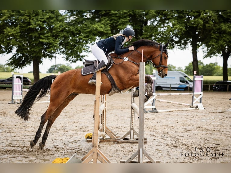 Duits sportpaard Merrie 17 Jaar 172 cm Bruin in Gescher