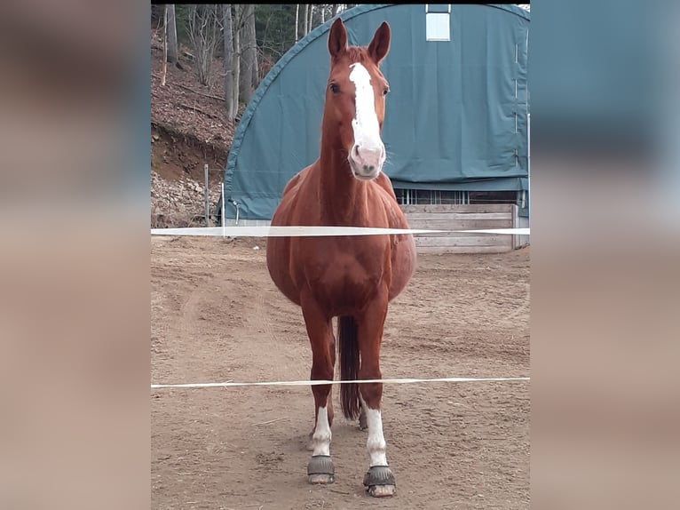 Duits sportpaard Merrie 17 Jaar 172 cm Vos in Frauenstein Duits sportpaard Merrie 17 Jaar 172 cm Vos in Frauenstein