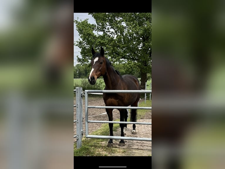 Duits sportpaard Merrie 18 Jaar 158 cm Bruin in Neuenkirchen