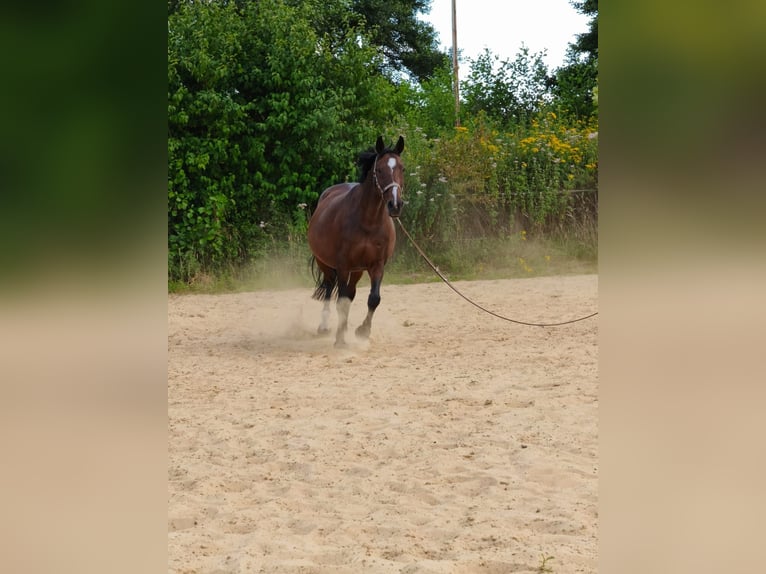 Duits sportpaard Merrie 18 Jaar 158 cm Bruin in Neuenkirchen