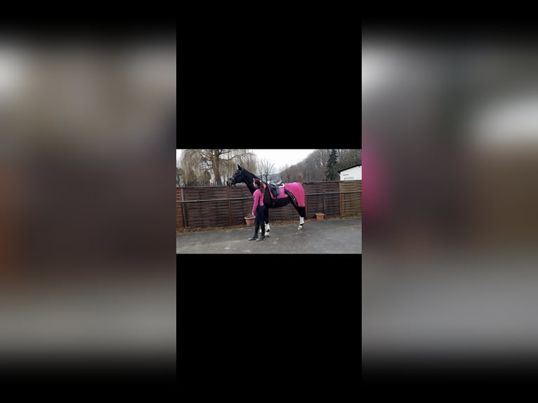 Duits sportpaard Merrie 18 Jaar 164 cm Bruin in Weilrod Duits sportpaard Merrie 18 Jaar 164 cm Bruin in Weilrod