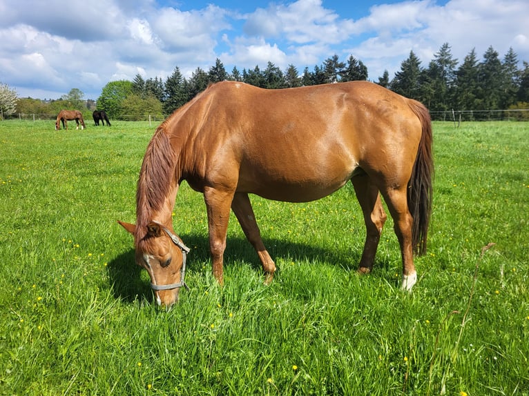 Duits sportpaard Merrie 18 Jaar 165 cm Vos in Weisel